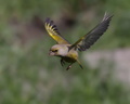 Carduelis chloris