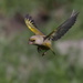 Carduelis chloris