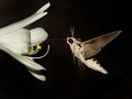 Agrius convolvuli