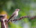 Muscicapa striata