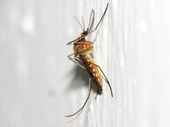 Samička komára