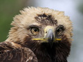 Aquila heliaca