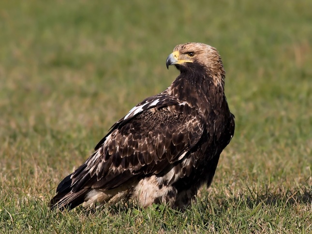 Aquila heliaca