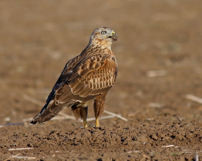 Buteo rufinus