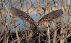 Passer domesticus