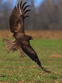 Buteo buteo