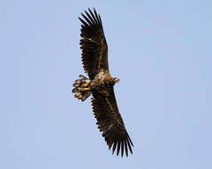 Heliaeetus albicilla