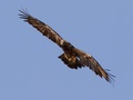 Aquila heliaca