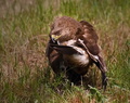Aquila pomarina