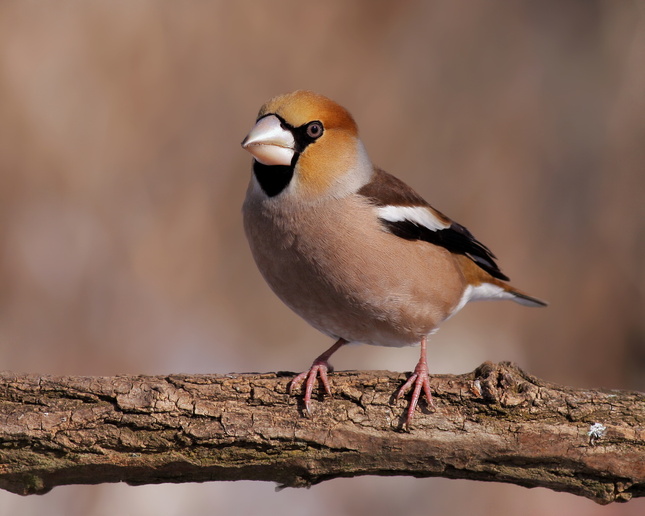 Coccothraustes coccothraustes