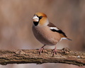 Coccothraustes coccothraustes