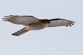 Accipiter nisus