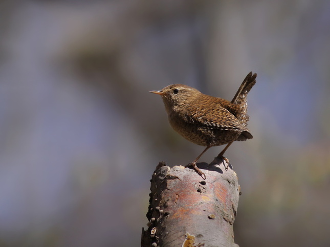 Troglodytes troglodytes.Oriešok