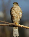 Accipiter nisus