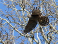 Accipiter gentilis
