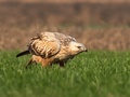 Buteo rufinus