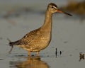 Tringa erythropus