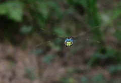 Aeschna juncea (samček)