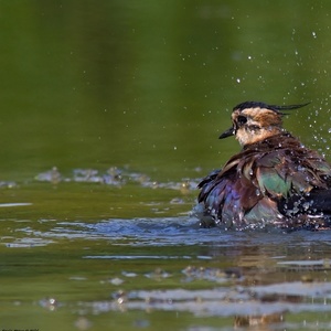 Vanellus vanellus