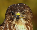 Buteo buteo