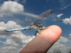 Orthetrum coerulescens(samček)