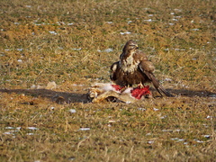 Buteo buteo