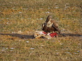 Buteo buteo