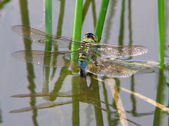 Anax imperator