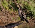Phalacrocorax carbo