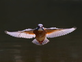 Alcedo atthis