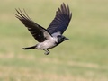 Corvus cornix