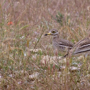 Burhinus oedicnemus