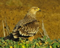 Aquila heliaca (Orol kraľovsky)