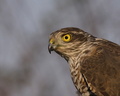Accipiter nisus