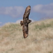 Bubo bubo.Výr skalný