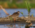 Tringa erythropus