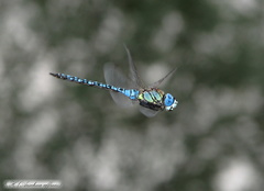 Aeschna affinis
