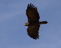 Aquila pomarina