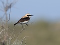 Oenanthe hispanica