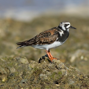 Arenaria interpres