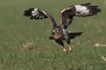 Buteo buteo