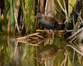 Rallus aquaticus