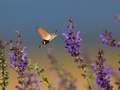 Macroglossum stellatarum