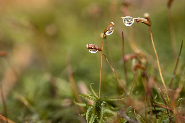 Three Drops