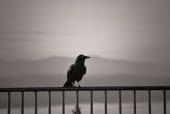 Raven