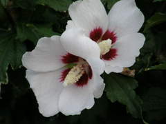 kvetinka