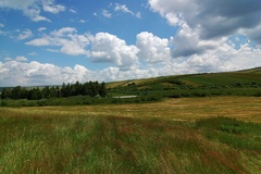 Orava