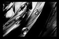 dewdrops in wings 