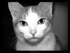 Murko