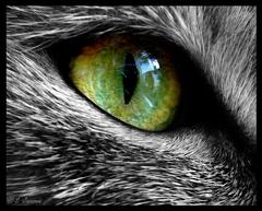 cat eye